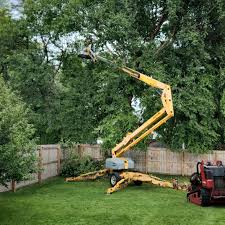 Best Tree Mulching  in Farragut, TN