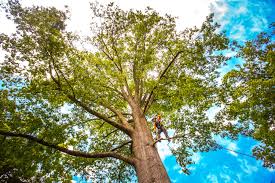 Best Palm Tree Trimming  in Farragut, TN